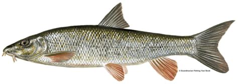 barbels of fish|Discover Barbel: A Guide to Their Habitats and Behaviors.